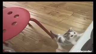 German cat meme