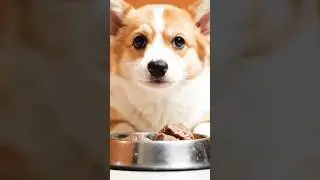 A dog is eating beef   #dog #eating #beef #animal #video #cute #animalvideos #cuteanimal #dogs #pets