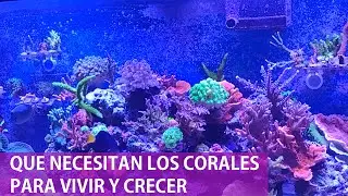 Que requieren los corales duros sps para mantenerse vivos y saludables.