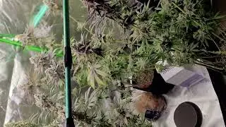 Cherry poppers last video due to loss of power which caused p.m. problem due to the dense colas