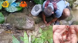 Amazing Crab 🦀  Catching Video #riverfishing #fishing #crabcatching 