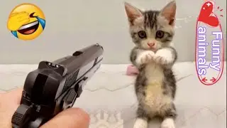 Funny animals 2023 #64 Funnycat Funnyanimals best animals