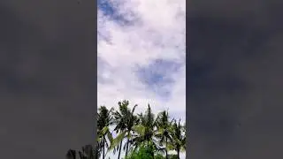 Cinematic trees and leaves shoot on iphone 6