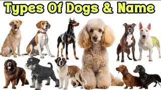 Wafadar Dog's Name | Paltu Kutta ke naam | Best PET DOG Breeds for Home | most popular dogs
