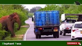 Ferocious Elephant Rampage: Bus Passengers Fall Amid Attack! #elephantattack2024