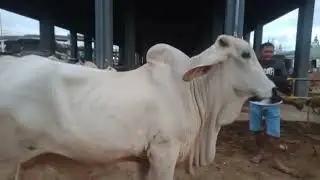 Mga toro at quality baka. #viralvideo #livestock #bulls #cattle #cow 