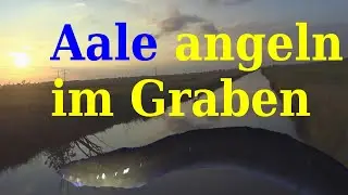 Aale erfolgreich im Graben angeln |  Aale Stippen beim Posenangeln mit der Stellfischrute im Graben