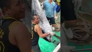 stunning bluefin tuna auction show in taiwan! #黑鮪魚 #bluefintuna #tunaauction #seafoodlovers