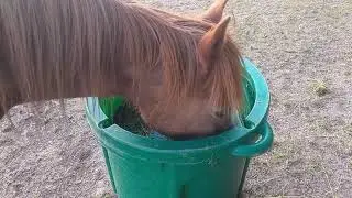 Welsh pony on restricted grazing using her Eazigrazer hay feeder