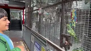 Rescued Parrots @The  Perch Brewery