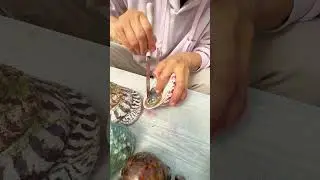 #pearl #seafood #hunting pearls #picking pearls #fishing #food #satisfying #relax #fish #outdoors