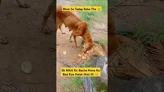 Please Help Street Animals 😭🙏 #shorts #song #love #bezubaan #motherdog #poor #help #anupamajourney2