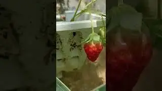 Panen stroberi lagi di kebun rumah. #stroberirumah #strawberryharvest #panenstroberi #strawberry