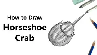 How to Draw a Horseshoe Crab with Pencils [Time Lapse]