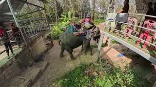 Silent Drive: Phuket Big Buddha Closed + What Elephant Camps Really Look Like