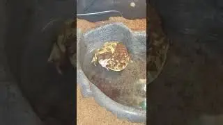 Pacman frog shedding skin and dirt
