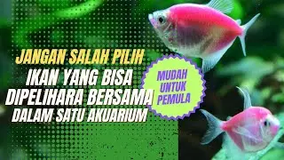 5 ikan hias yang bisa dipelihara bersama dalam satu akuarium