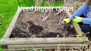 41 Spring 2025 Bed 1, previously Nadapeno Peppers, now removing weeds to prep for next plant