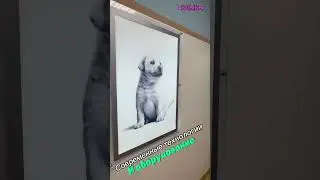 Супер современная клиника, г. Пермь🤩 #vet #vetvlog #dog