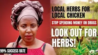 LOW BUDGET POULTRY FARMING, USE HERBS FOR TREATING YOUR LOCAL CHICKENS 