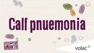 Calf pneumonia - Feed for Growth