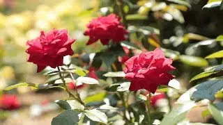 Brookside Gardens Celebrates 50 Years