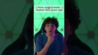 How dogs breeds looked 100 years ago #real #dog #breed #look #100 #year #now #unique #viral #shorts