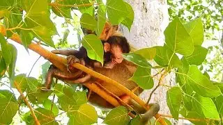 Most Pity Adorable baby Daniela! Deedee fight baby on tree, keep baby alone, scary and crying!