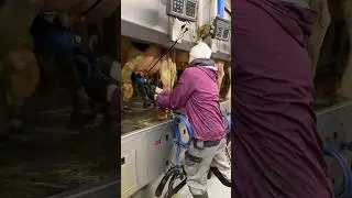 🐄✨ Udder Wash to Fresh Milk &ndash; The Smart Dairy Routine with Skilled Farm Girls