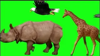 Green Screen Animal Stampede #chromakey #greenscreen #stampede