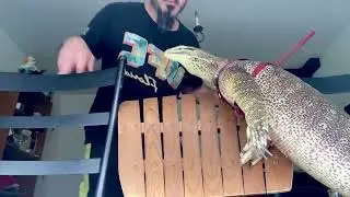 5 Reasons why I love Argus Monitors. #lizard #reptile #gecko #monitorlizard #argusmonitor #lizards