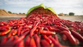 RED CHILLI MARKET | KUNNRI MIRCH | TODAY MARKET PRICE |🌶️سرخ مرچ
