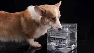 NPET WF020TP Cat Dog Water Fountain