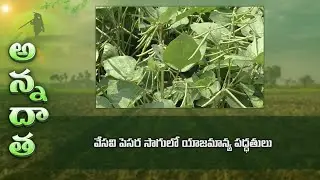 Management of Summer green gram | వేసవి పెసర సాగులో యాజమాన్య పద్ధతులు | ETV