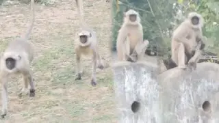 Calm Langur Sitting in Natural Habitat 🐒 | Wildlife Observation Film. #langur #monkey #monkeys 