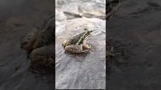 Indus valley Bullfrog #herping #bullfrog #amphibian #animals #snake #nature