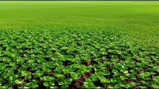 Timing, Location & Prep for Clover Lawn: Low-Maintenance Grass Alternatives