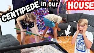 В доме бегает ядовитое животное!