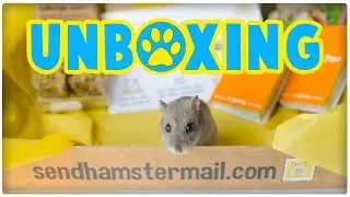 Распаковка почтовых отправлений Hamster Mail | Новая услуга ежемесячной подписки!