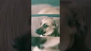 my 🐕 dog💢scratches my camera || moti || #shorts #moti #vlogdog #motidog #dogscratches #cameracrash