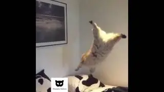 Funny Cat  Jump Fail Win Compilation June 2017