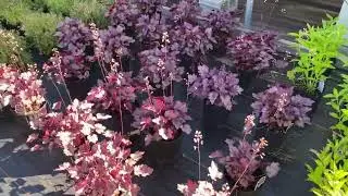 Northern Sun Greenhouse Tour #gardening #vermont #annuals #vegetableplants #herbs