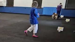 First time entering the girls in AKC Rally Novice Pairs! Score 197!