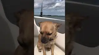 Fun boat ride  🚤  #shorts #boat #boatride #fun