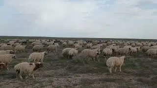 ربيع العراق غنم الوزات