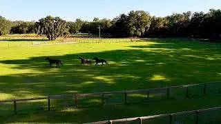 Evolution Horsemanship Ocala, Florida