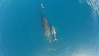 Baby Dolphin Meets Baby Whale in Hawaii