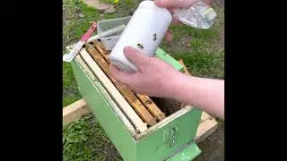 How To Sugar Shake Your Bees To Check For Varroa Mites In Victoria, Australia