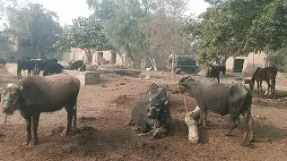 Sardiyo Me Dhond k bad Desi  Buffalo ko Ghas khelna 