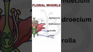 FLORAL WHORLS #studybotany #FLORALWHORLS